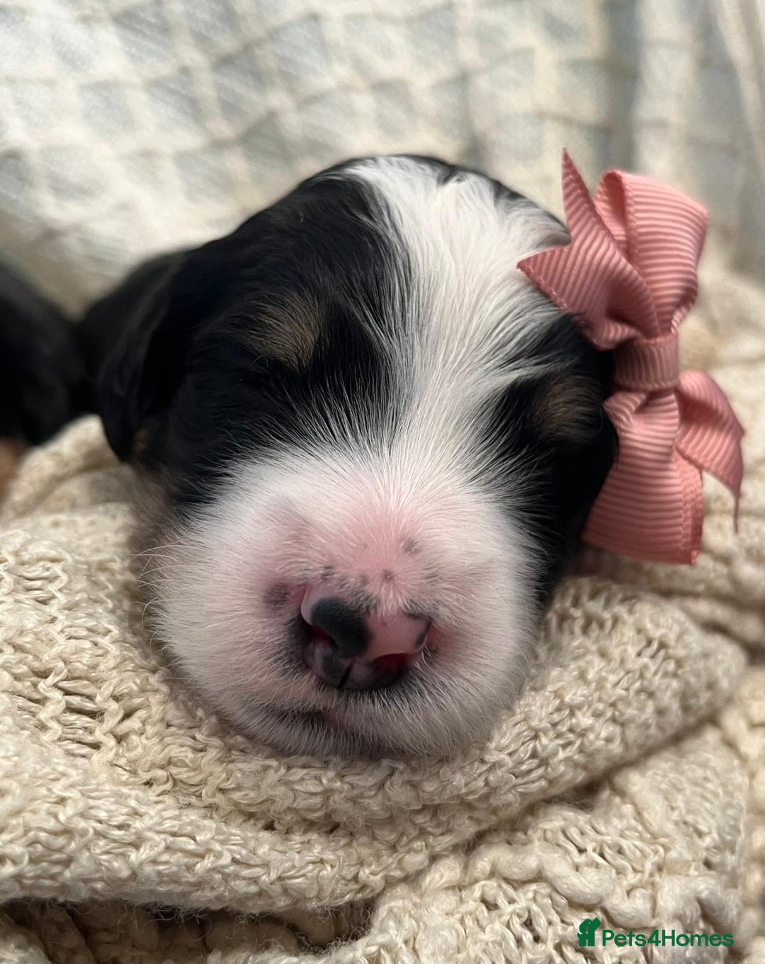 Bernedoodle dogs for sale: Exceptional F1 Bernedoodle Puppies - Advert 1