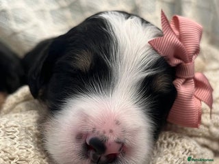 Bernedoodle dogs Exceptional F1 Bernedoodle Puppies - Advert 1