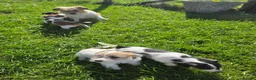Jack Russell dogs for sale: Rough Coated Pure Bred Jack Russell  - Advert 8