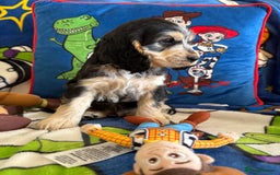 Cocker Spaniel dogs for sale: Last 2 boys fully vaccinated health checked  - Image 8