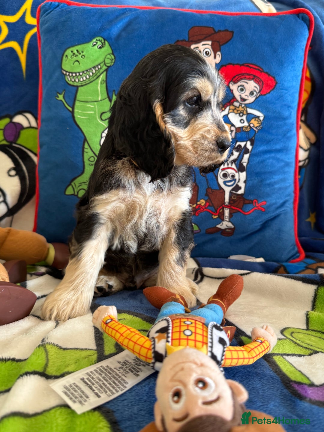 Cocker Spaniel dogs for sale: Last 2 boys fully vaccinated health checked  - Image 8