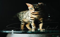 Bengal cats for sale: ⭐️TICA Triple Grand Champion⭐️ - Image 3
