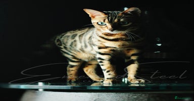 Bengal cats ⭐️TICA Triple Grand Champion⭐️ - Advert 7