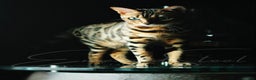 Bengal cats for sale: ⭐️TICA Triple Grand Champion⭐️ - Advert 3