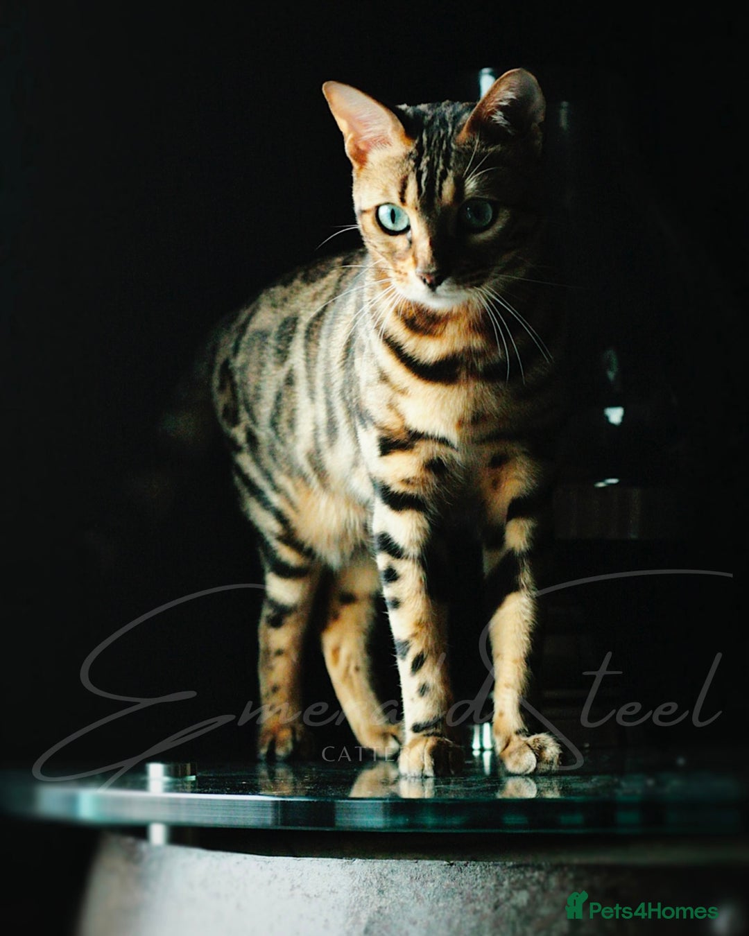 Bengal cats for sale: ⭐️TICA Triple Grand Champion⭐️ - Image 3