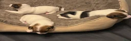 Jack Russell dogs for sale: Beautiful Pure-Bred Jack Russell Terrier Puppies in London - Advert 5