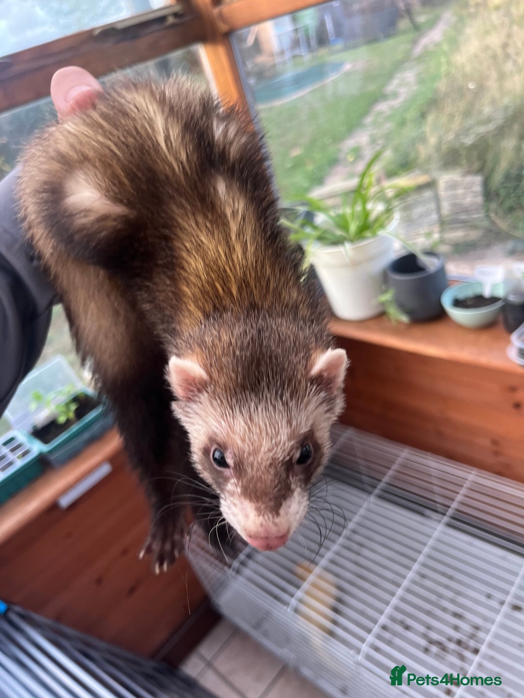 Ferret rodents for sale: 2 boy ferrets  - Image 4