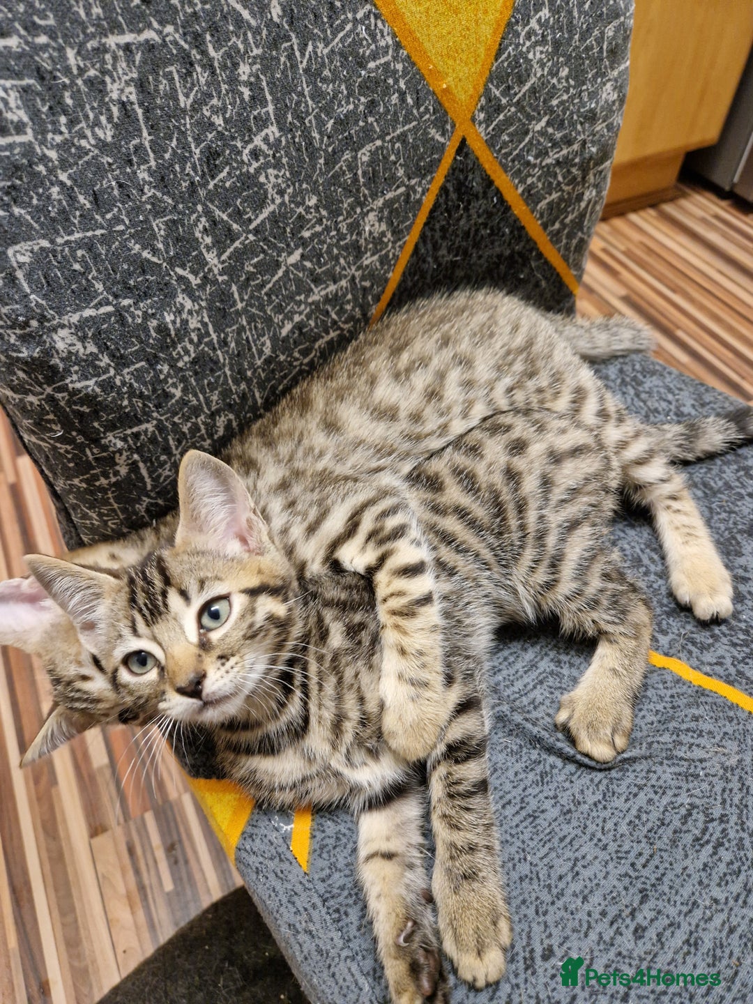 Bengal cats for sale: Bengal girls - Image 2