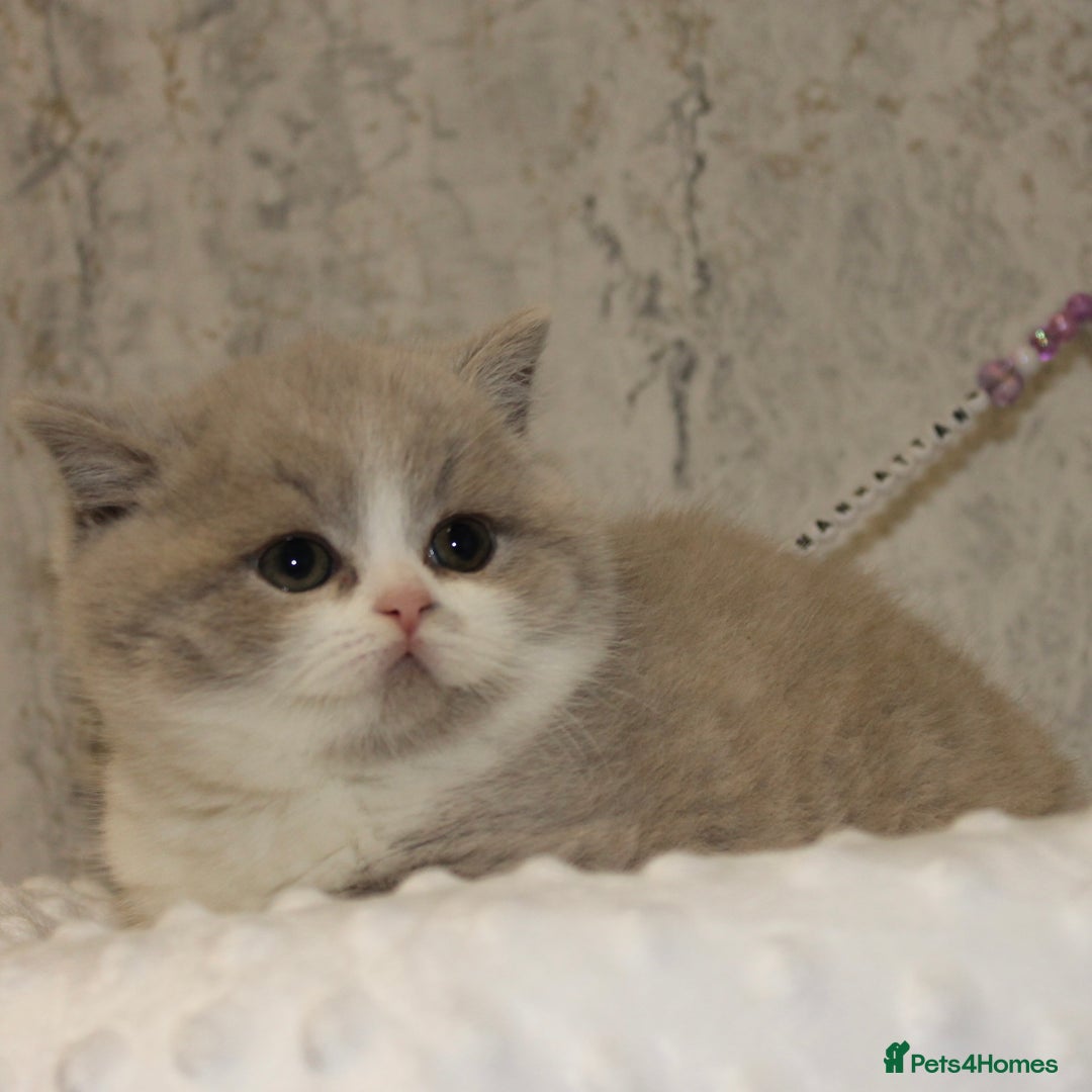 British Shorthair cats for sale: ✨ Gccf Champion Parents. Lilac bi colour male ✨ - Advert 19
