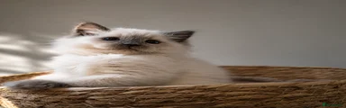 Ragdoll Kitten 4