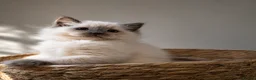 Ragdoll cats for sale: Beautiful TICA Registered Ragdoll Kittens  - Advert 2