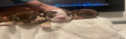 English Bulldog dogs for sale: TOP CLASS  English Bull Dog puppies  - Advert 21