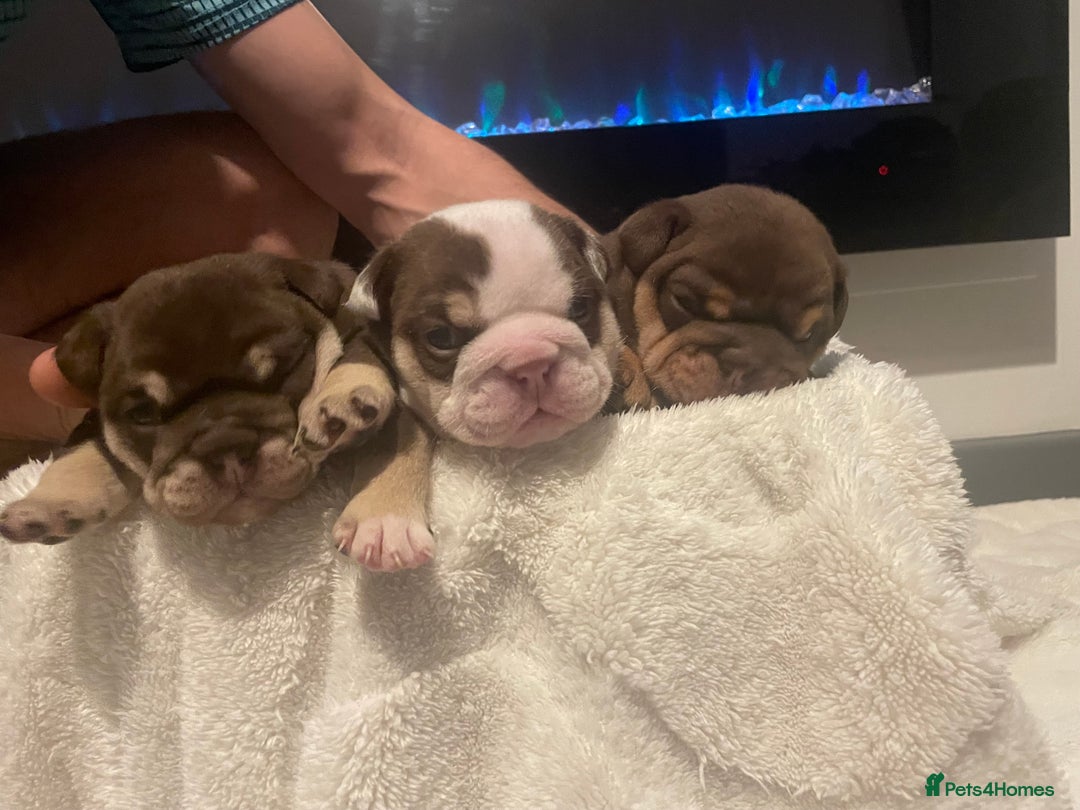 English Bulldog dogs for sale: TOP CLASS  English Bull Dog puppies  - Advert 21