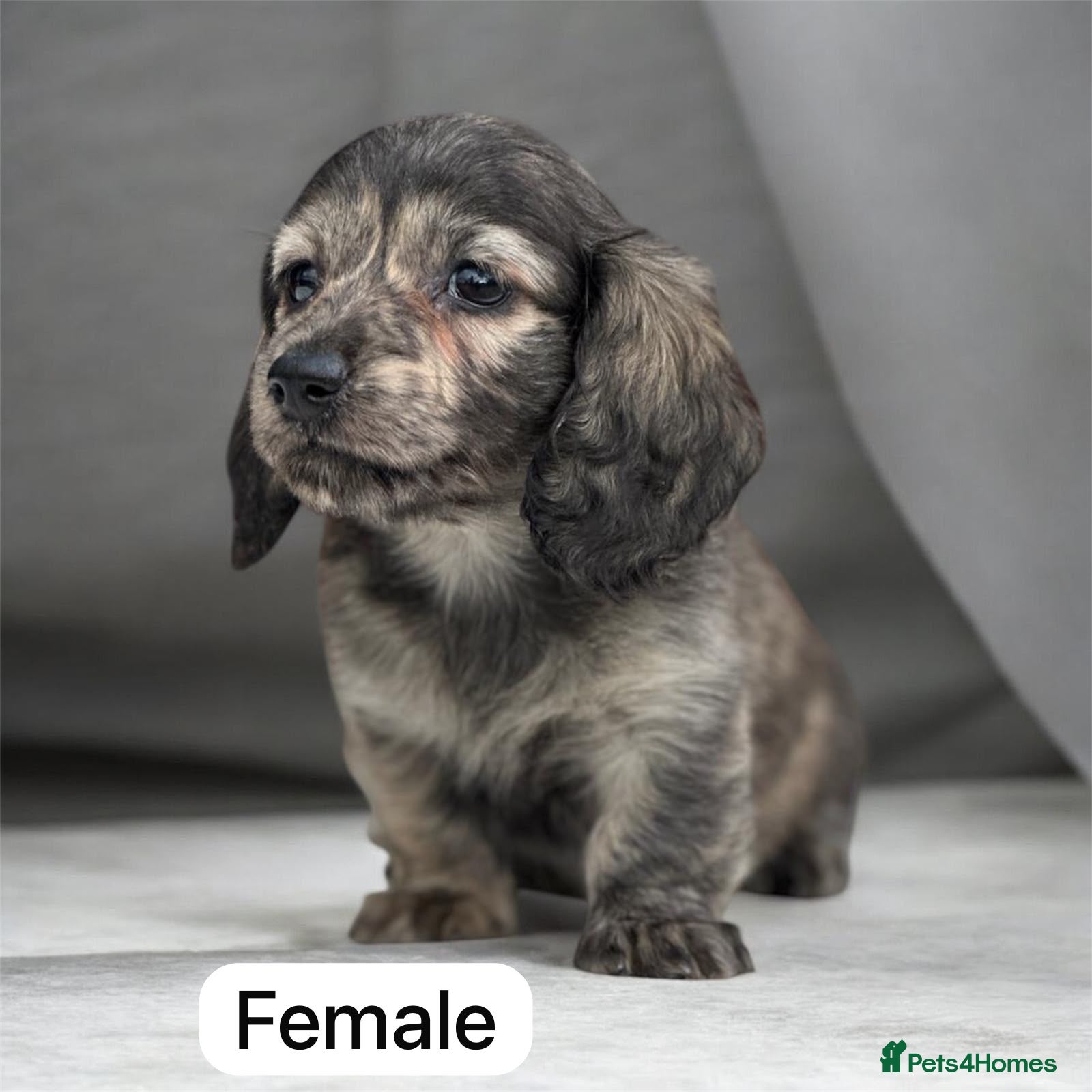 Miniature Dachshund dogs KC mini longhaired brindle dachshund  - Advert 1