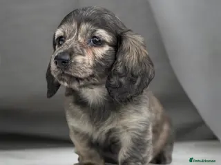 Miniature Dachshund dogs KC mini longhaired brindle dachshund - Advert 1
