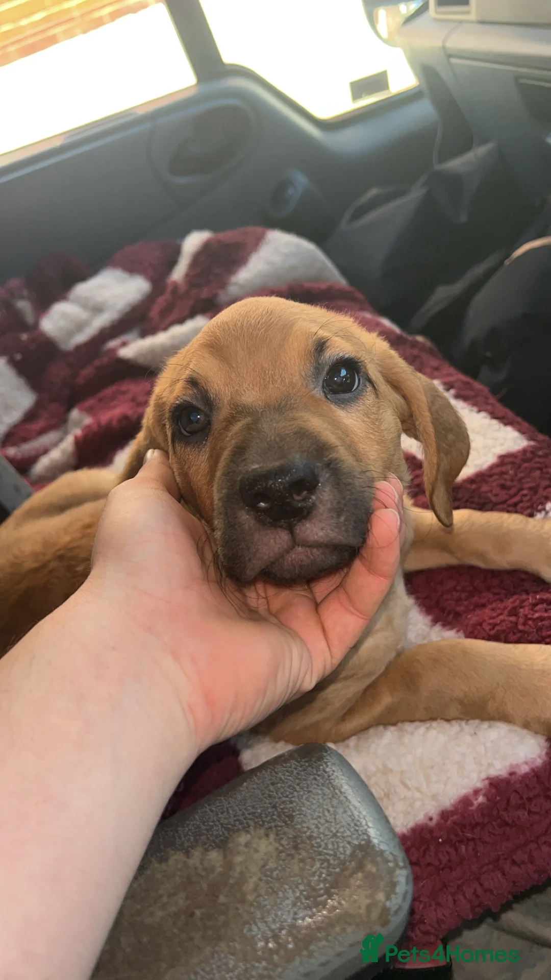 Mixed Breed dogs for sale: Dogue de Bordeaux X Borador puppies - Advert 5