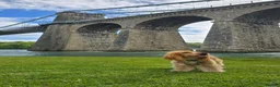 Cocker Spaniel dogs for stud: KC Golden Show Cocker Stud - Advert 31