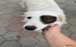 Mixed Breed dogs for adoption: Meet HANNAHH - a Lovely Girl for a Loving Home - Advert 24