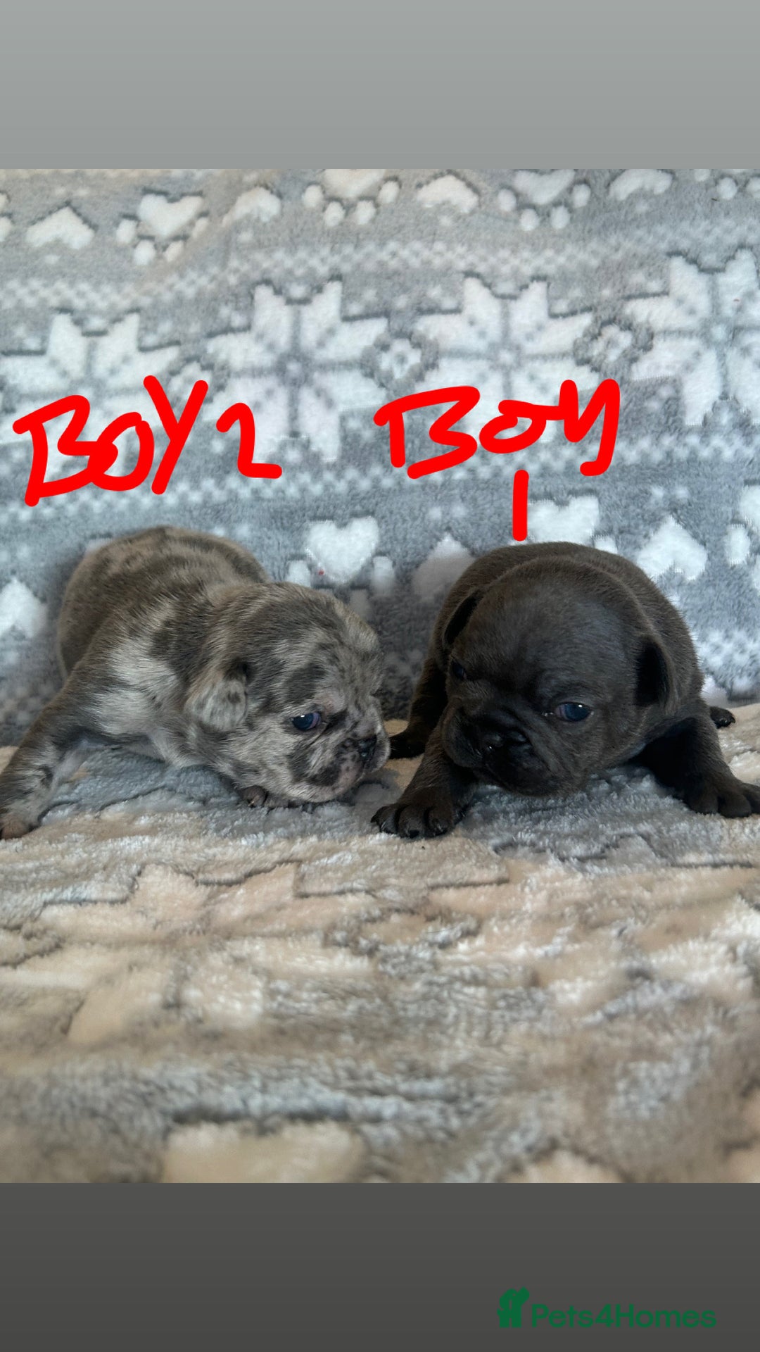 French Bulldog dogs for sale: gorgeous frenchie pups available 🥰 - Advert 6
