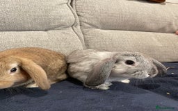 Mini Lop rabbits for sale: Mini lop baby rabbits  - Image 2