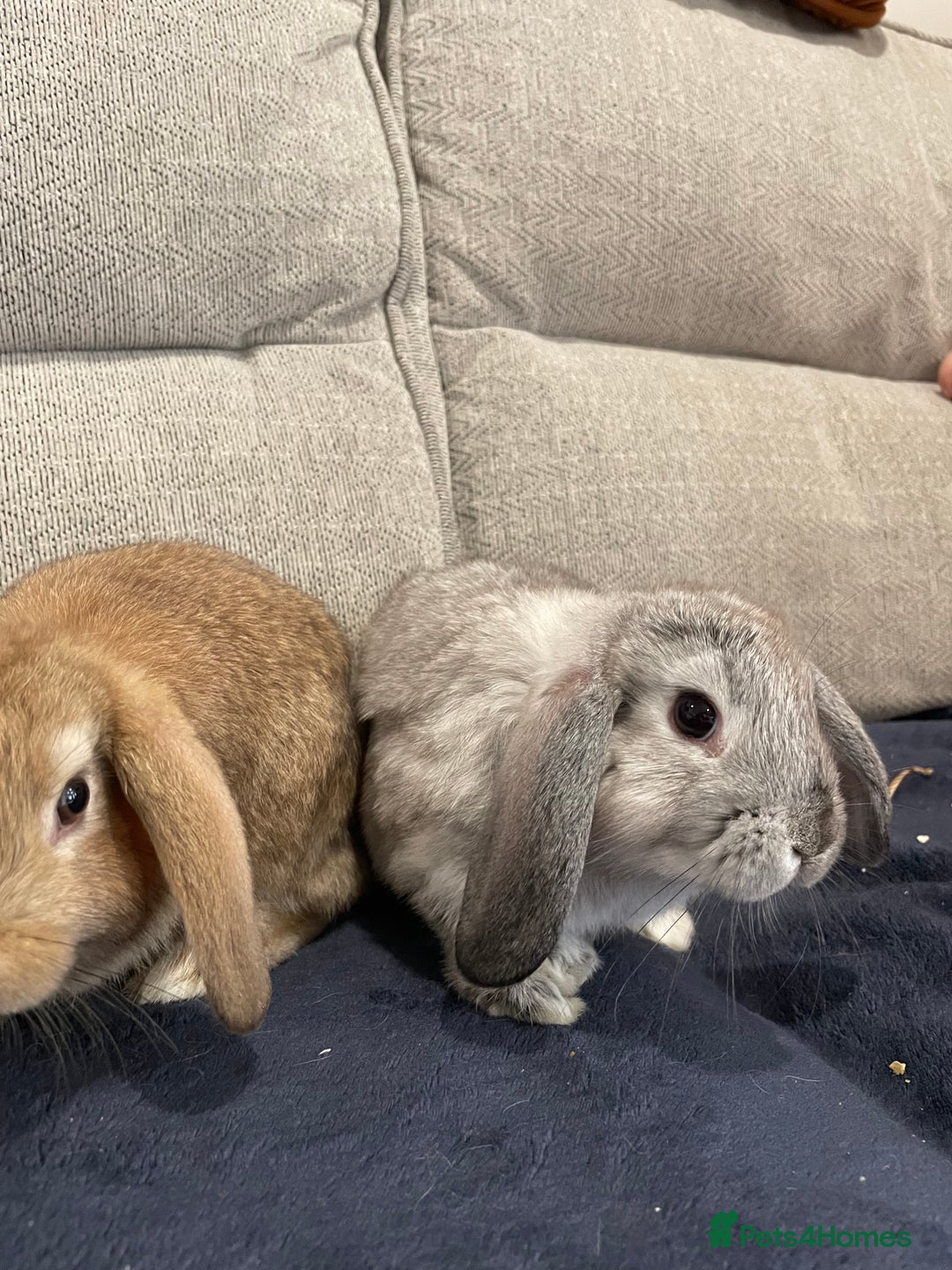 Mini Lop rabbits for sale: Mini lop baby rabbits  - Image 2
