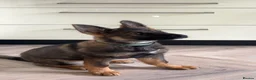 German Shepherd dogs for sale: Kenzo in Halifax - Advert 3