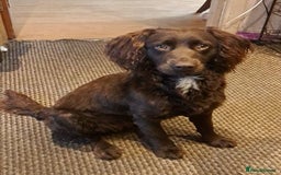 Cockapoo dogs for sale: Beautiful dog looking for a home - Image 1