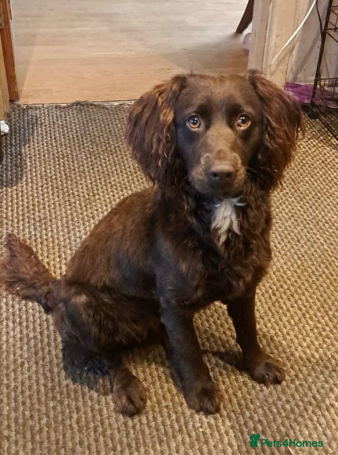 Cockapoo dogs for sale: Beautiful dog looking for a home - Image 1