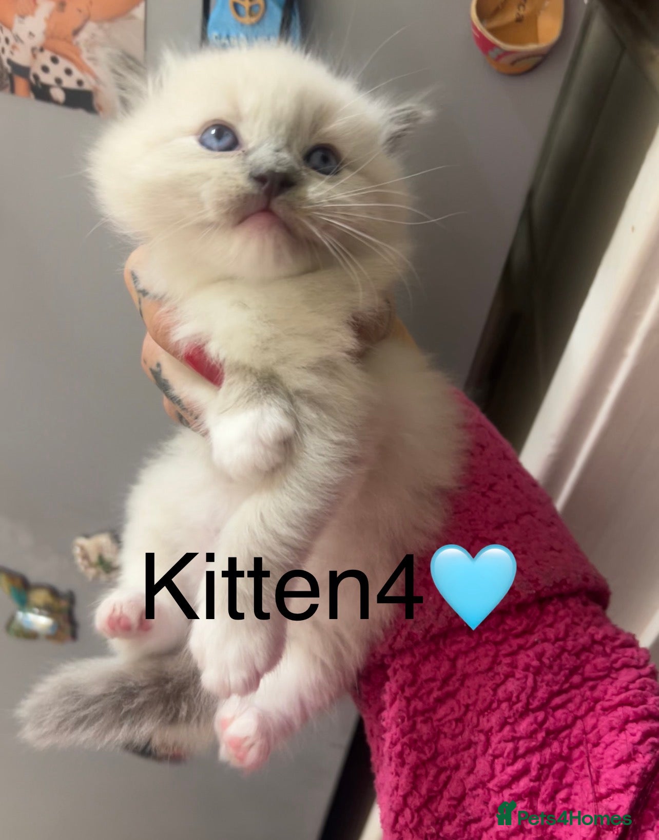 Ragdoll cats (2 Left) Purebred blue point ragdoll kittens  - Advert 14