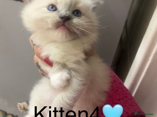 Ragdoll cats (2 Left) Purebred blue point ragdoll kittens - Advert 17