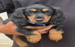 Miniature Dachshund dogs for sale: Beautiful Litter of Miniature Dachshunds - Image 1