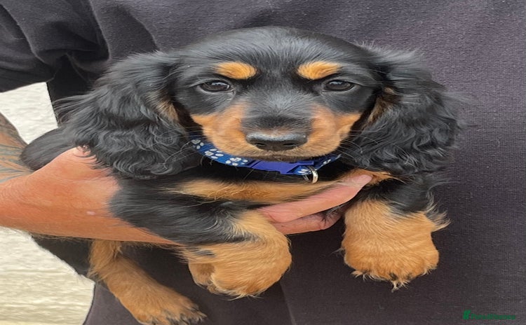 Miniature Dachshund dogs - Advert 7