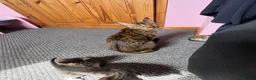 Bengal cats for sale: Half bengal kittens  in Spalding - Advert 3