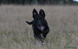 Mixed Breed dogs for sale: Kelpie x Collie puppies for sale!  - Image 5