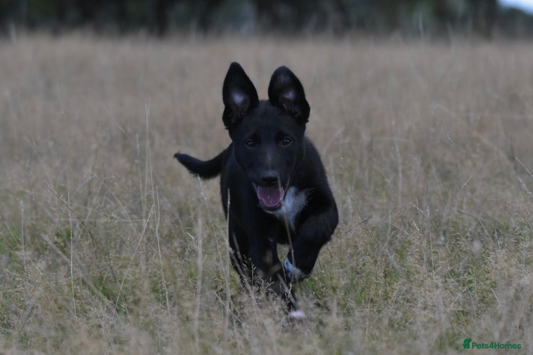 Mixed Breed dogs for sale: Kelpie x Collie puppies for sale!  - Image 5