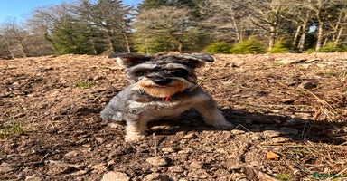 Miniature Schnauzer dogs - Advert 4
