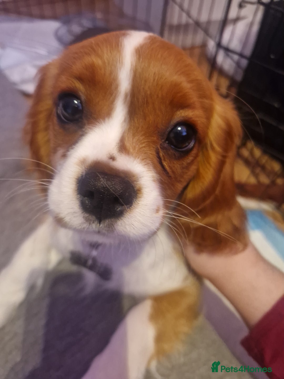 Cavalier King Charles Spaniel dogs for sale: Cavailier puppy for sale - Image 7