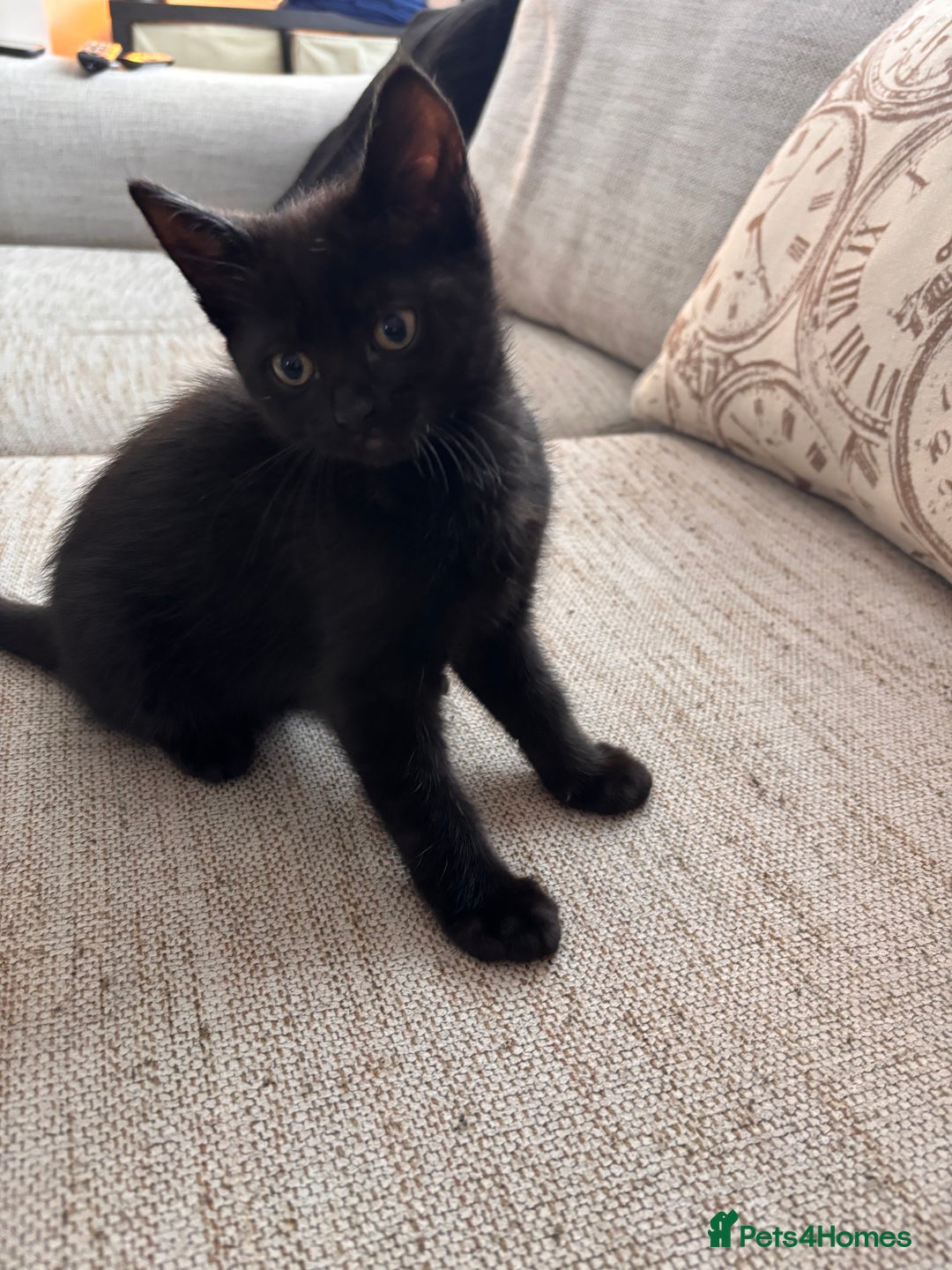 Mixed Breed cats for sale: 1/2 Ragdoll kittens - Image 4