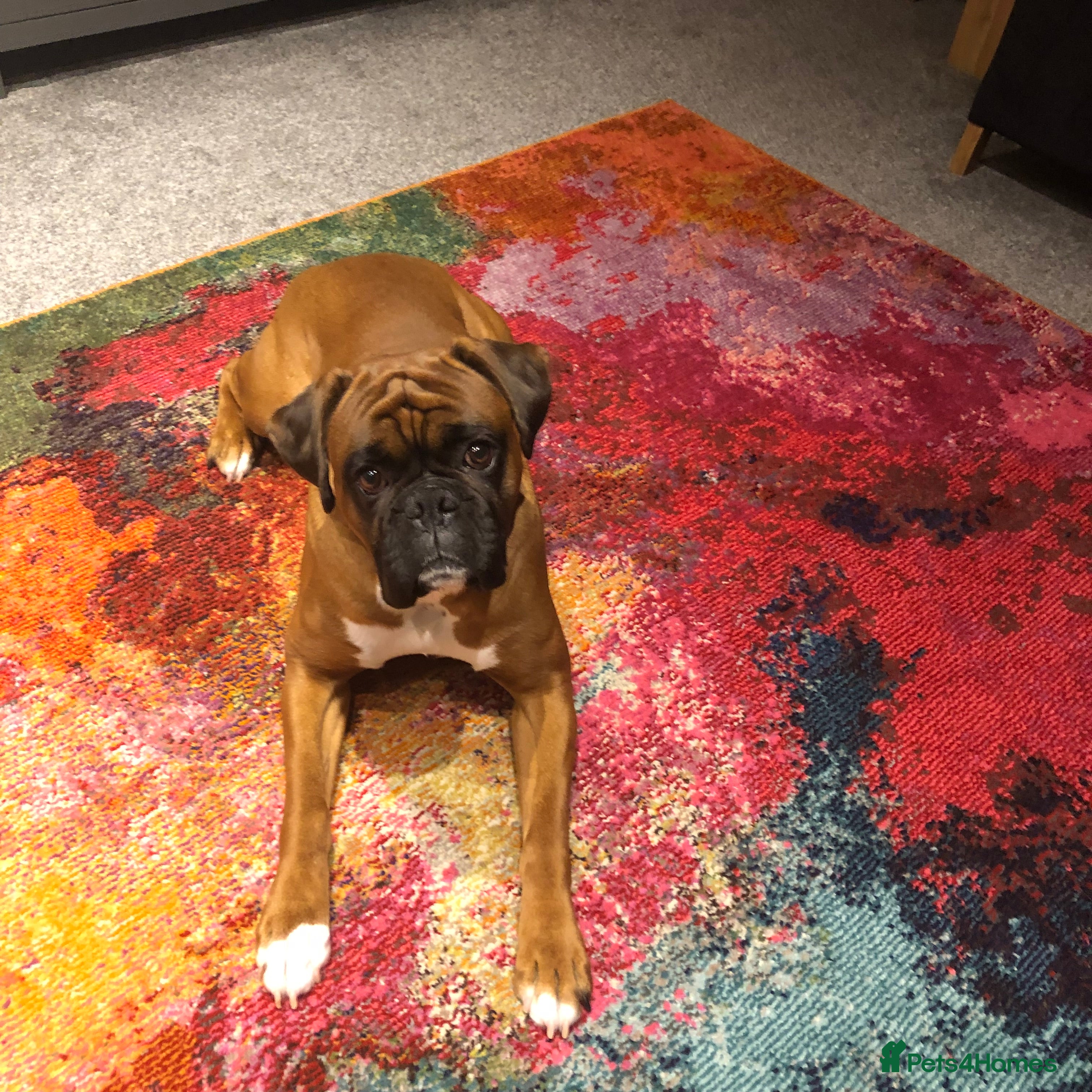 Boxer dogs Boxer Male - Advert 3