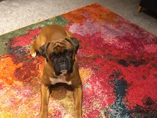 Boxer dogs Boxer Male - Advert 3