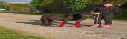 Shetland pony horses for sale: For sale 3 years stalion - Advert 2