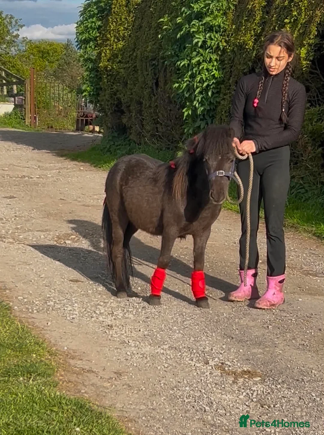 Shetland pony horses for sale: For sale 3 years stalion - Advert 2