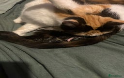 Mixed Breed cats for sale: 3 gorgeous kittens  - Image 10