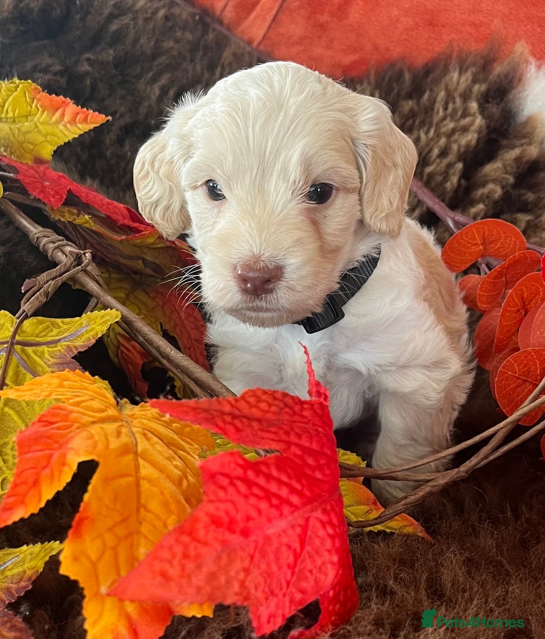 Cockapoo dogs for sale: Stunning F1 Cockapoos  - Advert 15