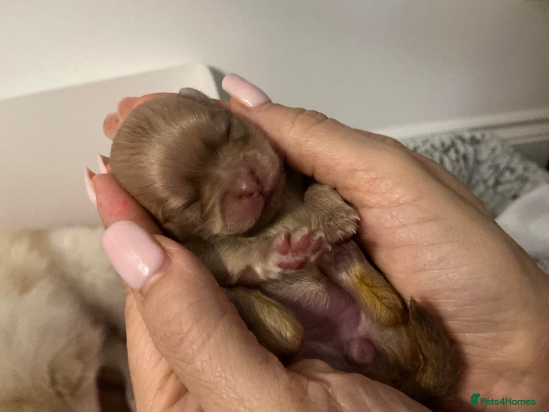 Pomeranian dogs for stud: 1.6kg Lilac/Tan stud ovulation test included  - Advert 12