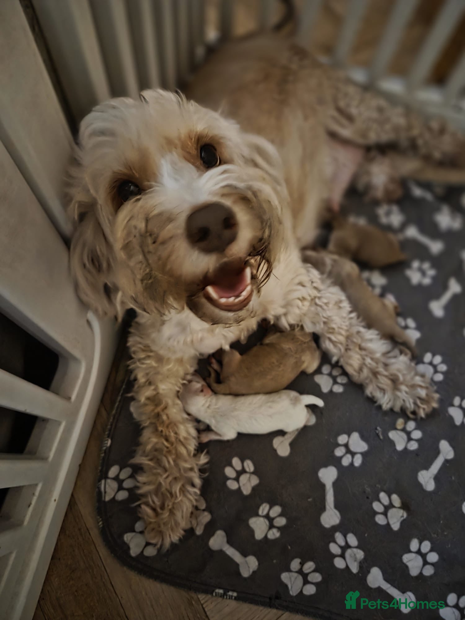 Cockapoo dogs Stunning cockapoo puppies  - Advert 1