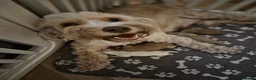 Cockapoo dogs for sale: Stunning cockapoo puppies  - Advert 1