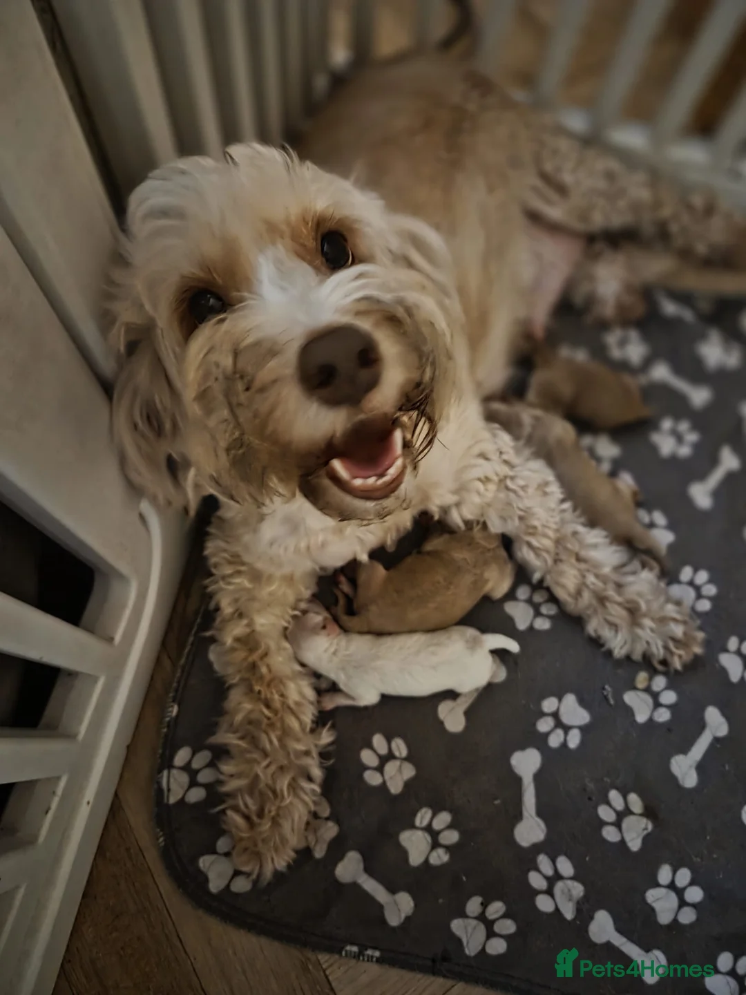 Cockapoo dogs for sale: Stunning cockapoo puppies  - Advert 1