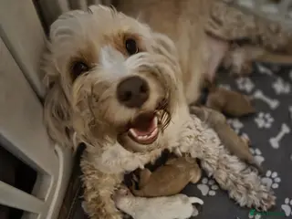 Cockapoo dogs Stunning cockapoo puppies - Advert 5