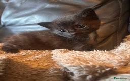 Mixed Breed cats for sale: Mixed breed kittens  - Image 7